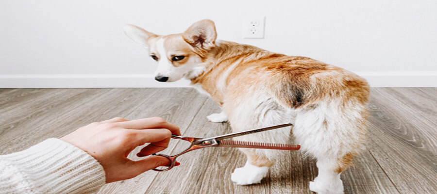 The Best Brushes for Different Dog Coat Types